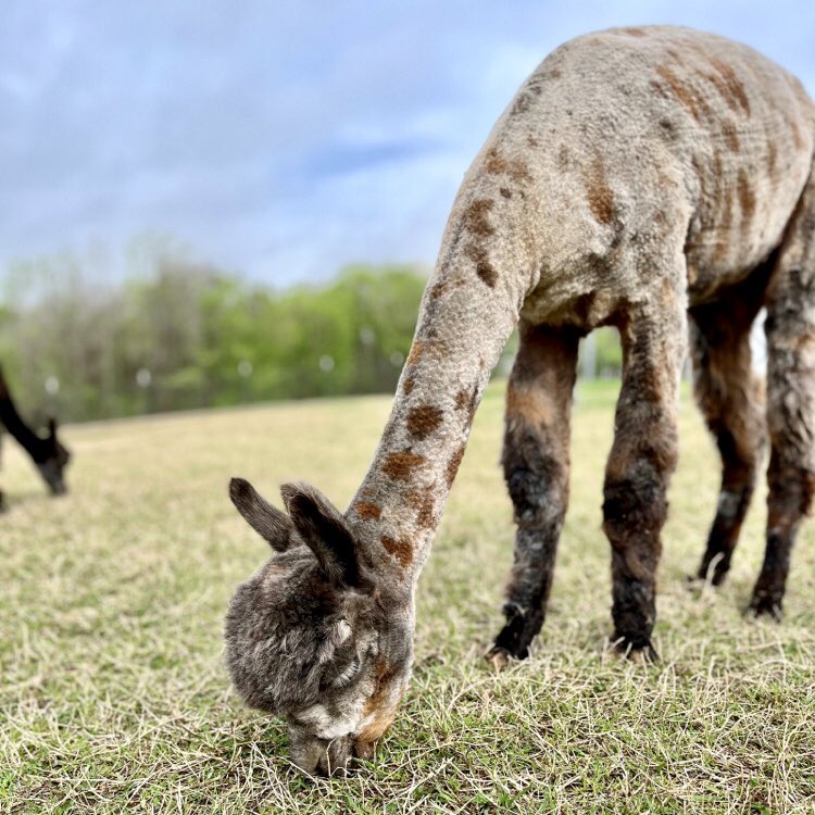 ELWD’s Little Miss Can’t Be Wrong showing off all of her spots after shearing 😍

#elderwoodfarms #elderwood #elwd #alpaca #alpacas #cria #cria #alpacafarm #animallovers #animals #cuteanimals #alpacalove #alpacalife #alpacaworld #alpacagram #seeingspots #appaloosa #harlequin