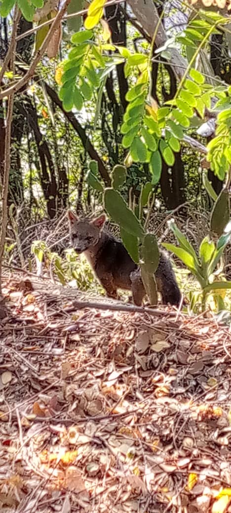 Esto ocurrió en guarenas urb terrazas del este parcela 100 y 103 que estan cerca, este perro zorro esta deambulando desde hace días, solo salía de noche a buscar comida, lo asesinaron vilmente, por favor hay que investigar @TarekWiliamSaab