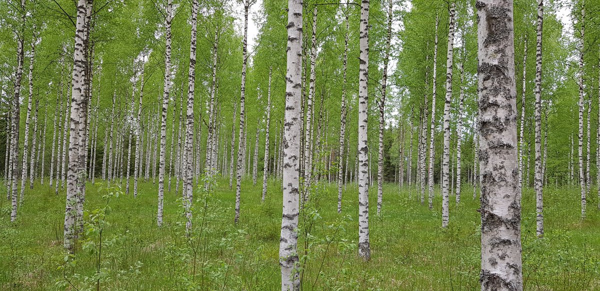 Voitaisiinko Pertti sopia, että #puupelto on vanhaan peltoon istutettu metsä, kuten kuvassa. 
Asiatonta yleistäen verrata metsiämme eukalyptus viljelmiin.

Minun silmään etenkin istutettu koivikko on kaunis. Ja erittäin tehokas #hiilinielu ja #uusiutuva #kotimainen #raaka-aine