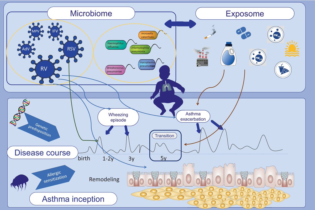 The #openacess #reviewarticle “Bacteria and viruses and their role in the #Preschool Wheeze to #asthma transition” published in the #PAI_Journal is available!  Here: 🔗 doi.org/10.1111/pai.14… #asthmainception #viralinfections #wheezing
@evapostolidou @ngpdoc