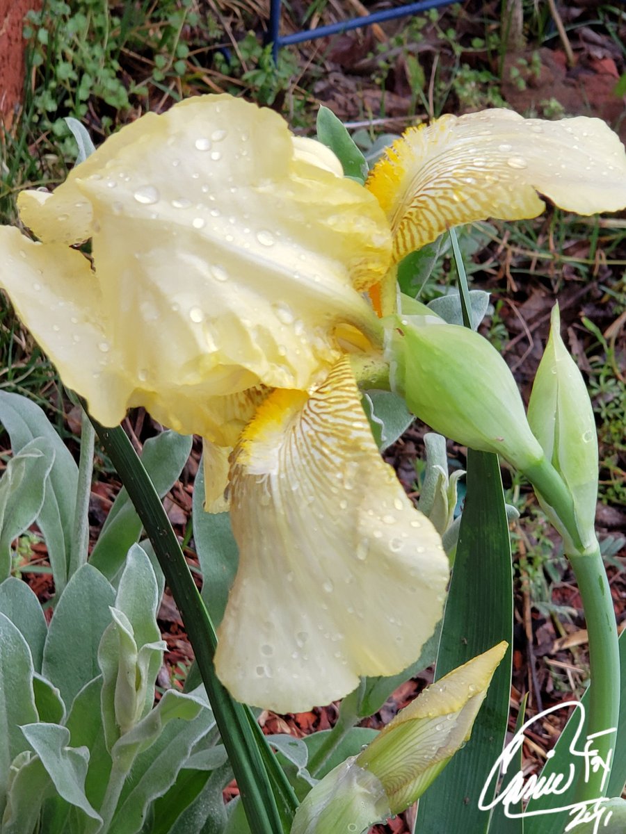 #BackyardBeauties Smooshed down by the rain & wind from early Wednesday storms. Bearded Iris have their own unique fragrance. #PetalPusher #Iris #SpringRains #Gardebs #FlowerBed #DailyBlooms #CassieJFoxPhotos 📷 #CazFoxMedia #WhimireSC #SumterNationalForest