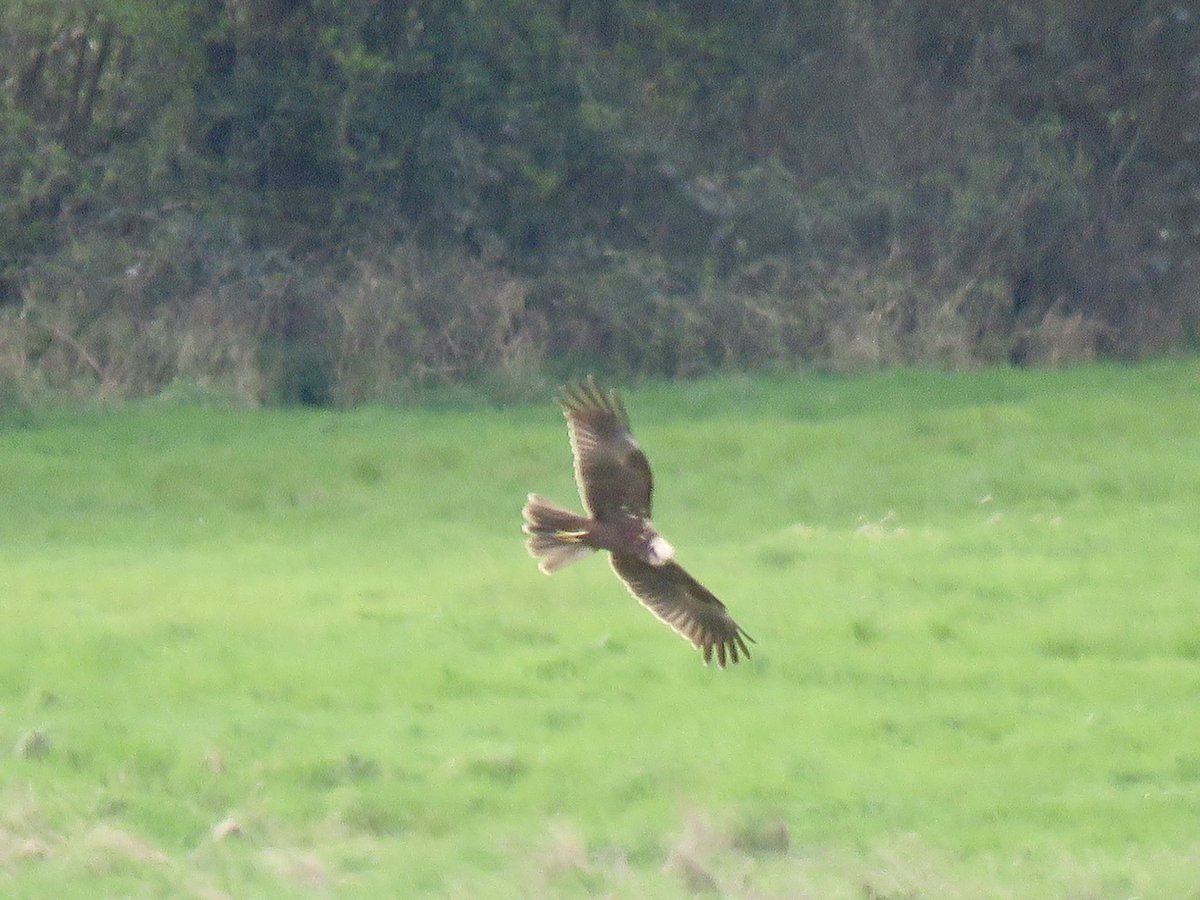 Great to see this Marsh Harrier at Redbournbury, St Albans this morning - #120 for my local 5 miles from home year list. @Hertsbirds #hertsbirds