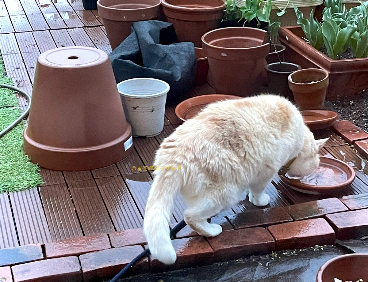 たがみさん家の昨日のごはん

1食目・ヨーグルトにシリアルと🍓ほか
2食目・肉うどんに野菜たっぷり

前日の具合の悪さを引きずっている……

おぼっちゃまは雨の中、植え替え途中の庭に出しっぱなしにしていた受け皿の溜まり水をごくごく飲んでました💦(今のところ健康です🐈)