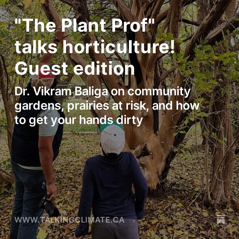 If you love plants, this newsletter, guest-edited by @ThePlantProf, is for you! Discover the power of community gardens, why we should preserve prairies, debunking viral 'Weaponized Nonsense' online, & climate action we can all be a part of. talkingclimate.ca/p/the-plant-pr…