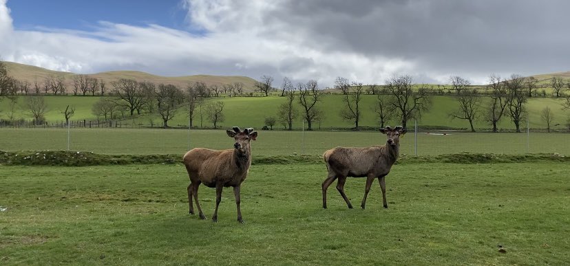 Chasing blue skies today 🩵 Well done to all the families that joined in today on safari 🦌 Your bird feeder creations made with @PatrickNorris1 are amazing. Thank you @ingramcafe for all the lovely food and refreshments. #WeAreNland #WeAreNorthumberland #Haf2024