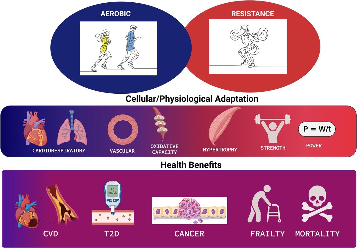 🔴  The Coming of Age of Resistance Exercise as a Primary Form of Exercise for Health #openaccess #2023review 

journals.lww.com/acsm-healthfit…
 #CardioTwitter #FOAMed #MedEd #medstudent #paramedic #Cardiology #CardioEd #medtwitter #meded #CardioTwitter #cardiotwiteros  #MedX