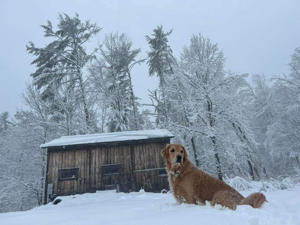 Karen Mary Collin's Loki is enjoying the 30+ cm of snow in Maine today. Beautiful snow, beautiful dog. #snow