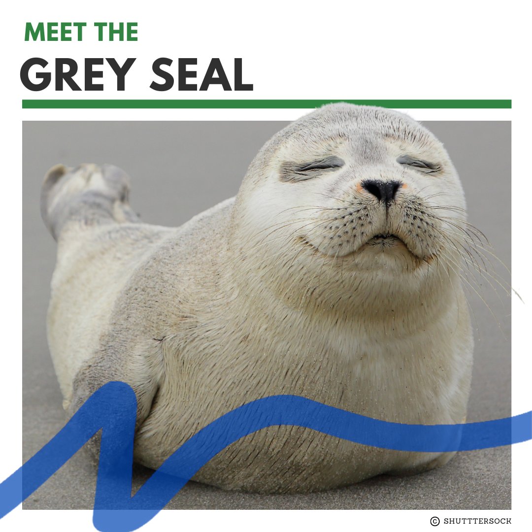 NatureCanada's tweet photo. Meet the beloved Gray Seals of the ocean! 🌊 Facing threats like fishing gear entanglement and human disturbance, they need our help.
Act now! Sign the letter to protect their habitat and be their ocean heroes! https://t.co/TWZp6vSV1i
#SaveOurSeals https://t.co/9g9a9qenzK