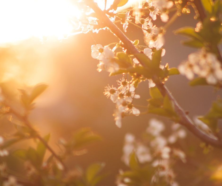 SteinTreeDe's tweet image. Ready for spring? 🌷

Embrace the beauty of spring with our expert tree care tips! Prepare your trees for a season of growth and vitality. Explore more at bit.ly/3kwymte. #SpringTreeCare