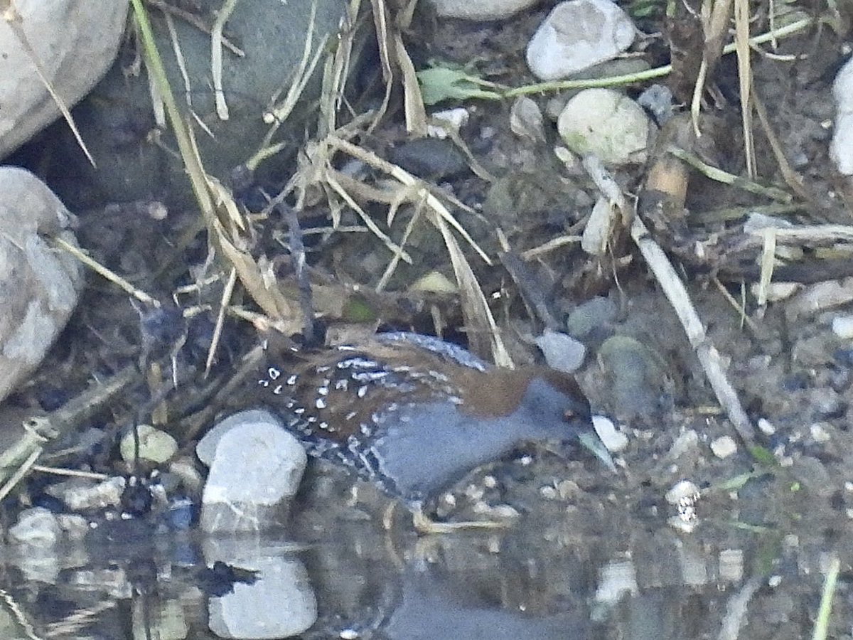 julianallen2009's tweet image. Day 5 A good day with Lesser sand Plover ( 1st Cyprus record if accepted) @ Paphos Head + Ruppell’s Warbler, Baillon’s Crake @ Agia Varvara  then finished the day with a✅ Black Francolin @ Spiros Beach nr Larnaca😃