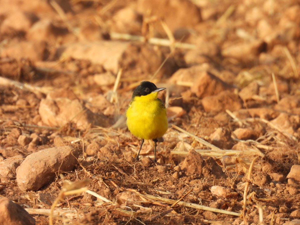 julianallen2009's tweet image. Day 5 A good day with Lesser sand Plover ( 1st Cyprus record if accepted) @ Paphos Head + Ruppell’s Warbler, Baillon’s Crake @ Agia Varvara  then finished the day with a✅ Black Francolin @ Spiros Beach nr Larnaca😃