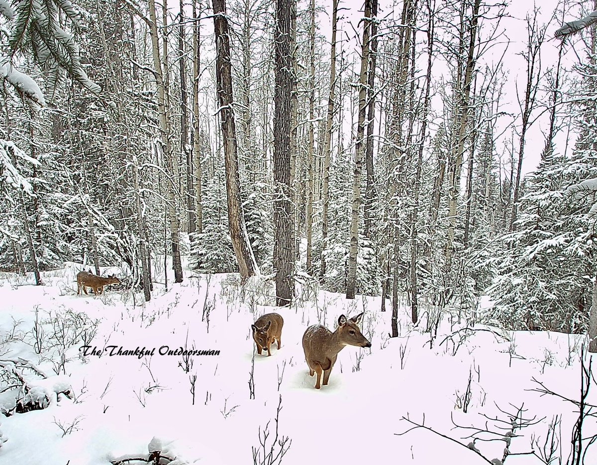 A whitetail doe breaks trail with her 2 yearlings while browsing on twigs.