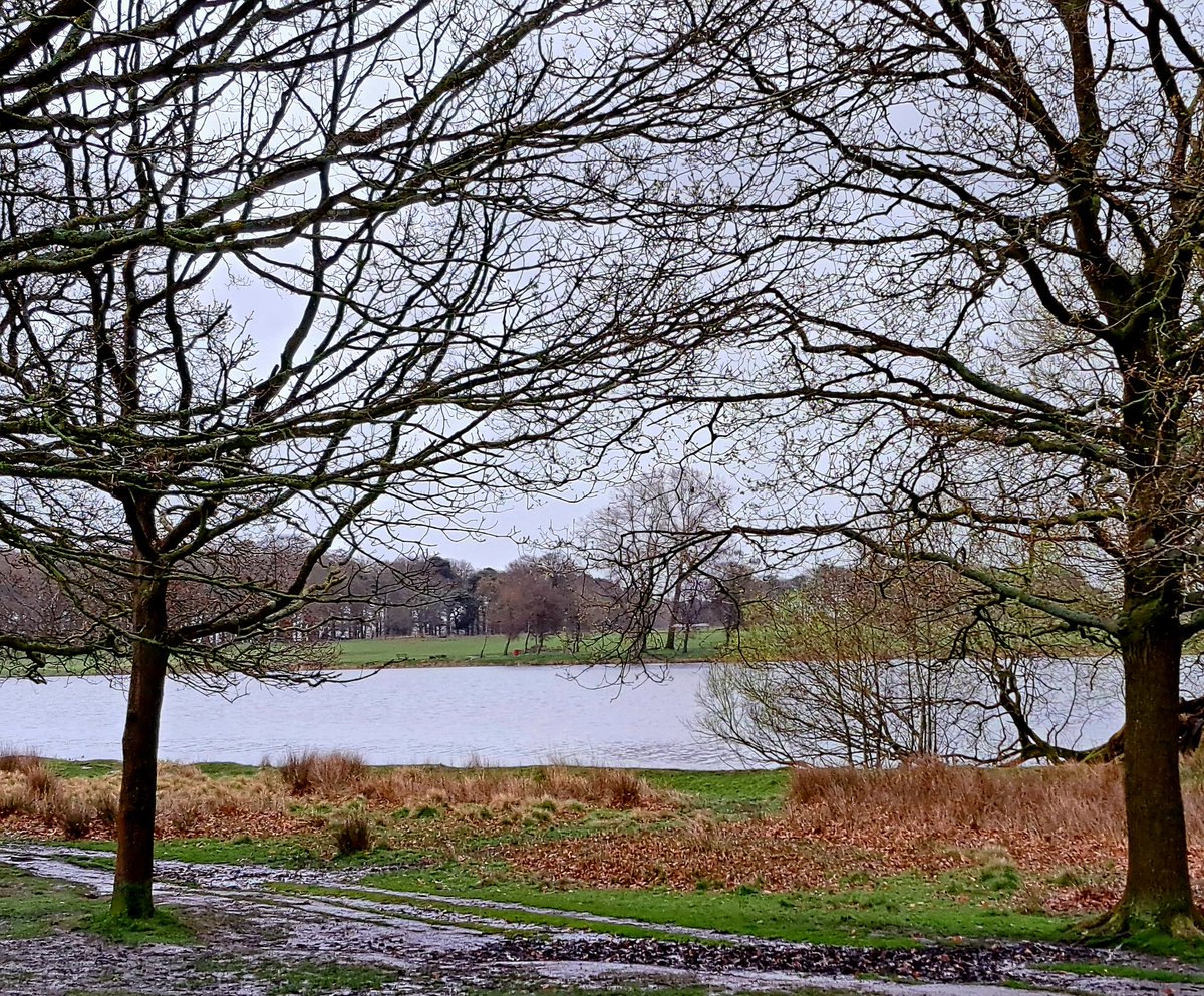 Tatton Mere late p.m./early eve in rain - small no of hirundines mainly Sand Martins with the odd Swallow (year tick) and 1 House Martin (year tick). Goldeneyes still present mainly paired up, Stonechat 1m, Greylag 2, Tufties, GCGs. Several Red Deer walked by! @CAWOSBirding