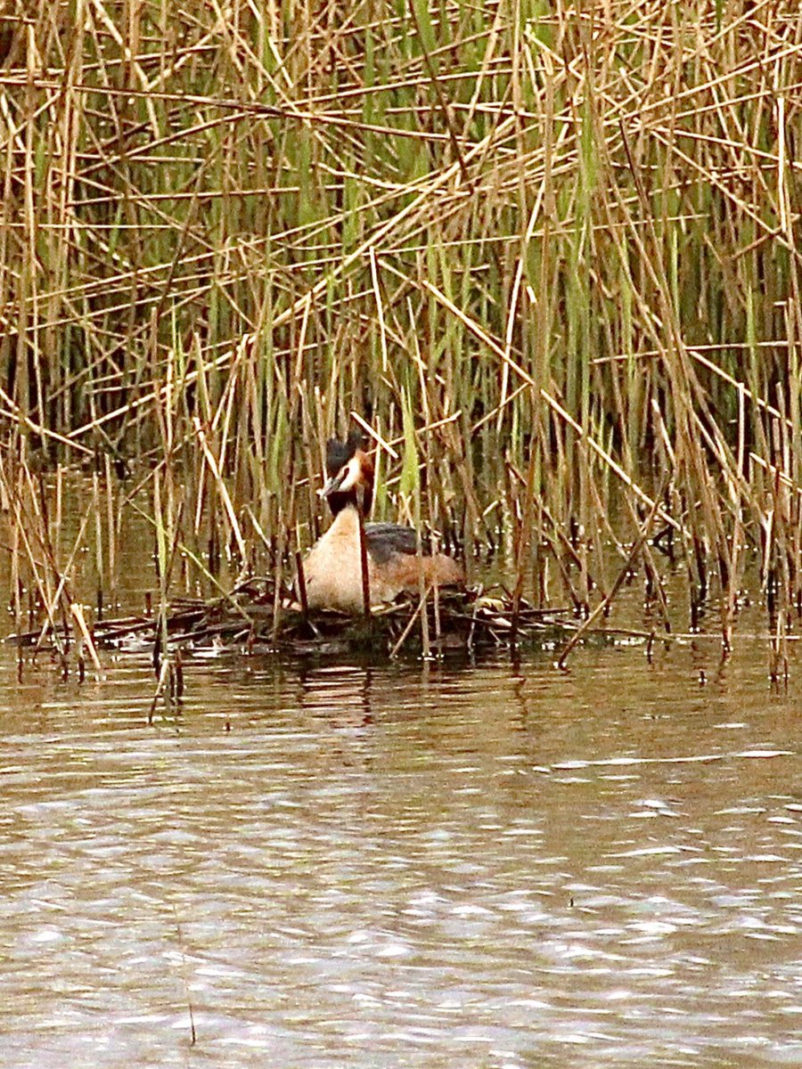 This pair got their act together - built the nest and laid the eggs and it’s changeover time 😊#greatcrestedgrebes