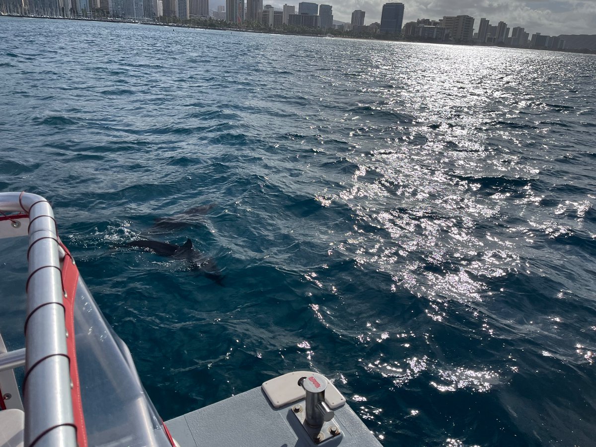 Got to watch the dolphins play before work - a very peaceful morning on the water along the coast of Waikiki. Such a treat to see Hawaiian Spinner dolphins having fun in their beautiful home.