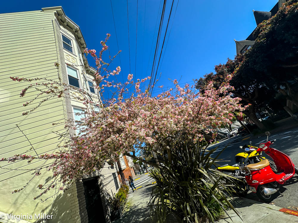 Spring scenes from my neighborhood during this gorgeous past week...  cherry blossoms full on and aromatic.

#IleftmyheartinSF #cherryblossoms #SFlove #SFlife