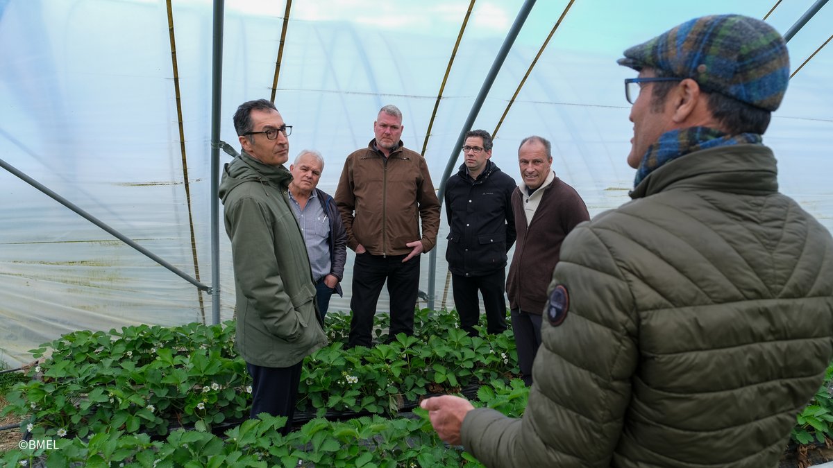 Feldbegehung mit @cem_oezdemir auf dem Rammerthof in Nürtingen: Neben dem heimischen Erdbeer- und Spargelanbau geht es mit dem Vorstand von @lsv_bw_de um eine zukunftsfähige Landwirtschaft, #Agrardiesel und #Bürokratieabbau.