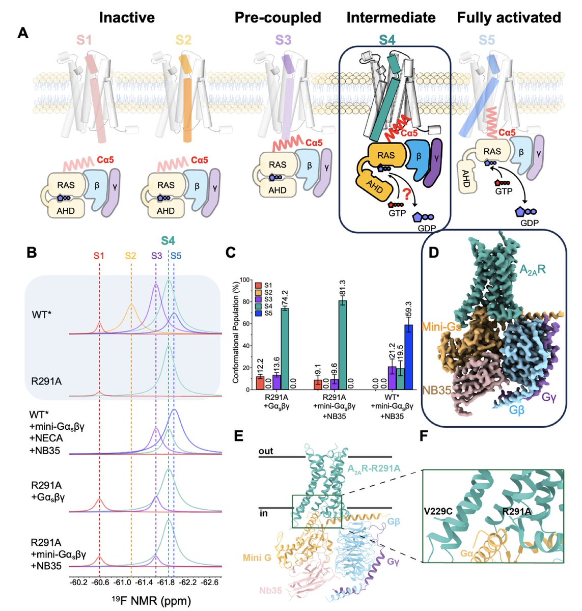 Structure and function of an intermediate GPCR-G protein complex | bioRxiv biorxiv.org/content/10.110…