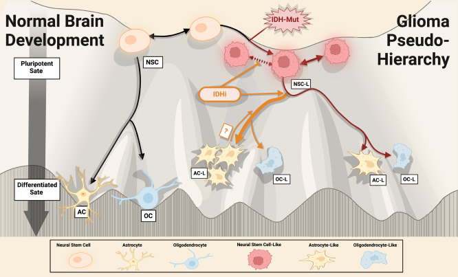 Online Now: Shifting the landscape: The role of IDH inhibitors in glioma cell fate dlvr.it/T54Vc2