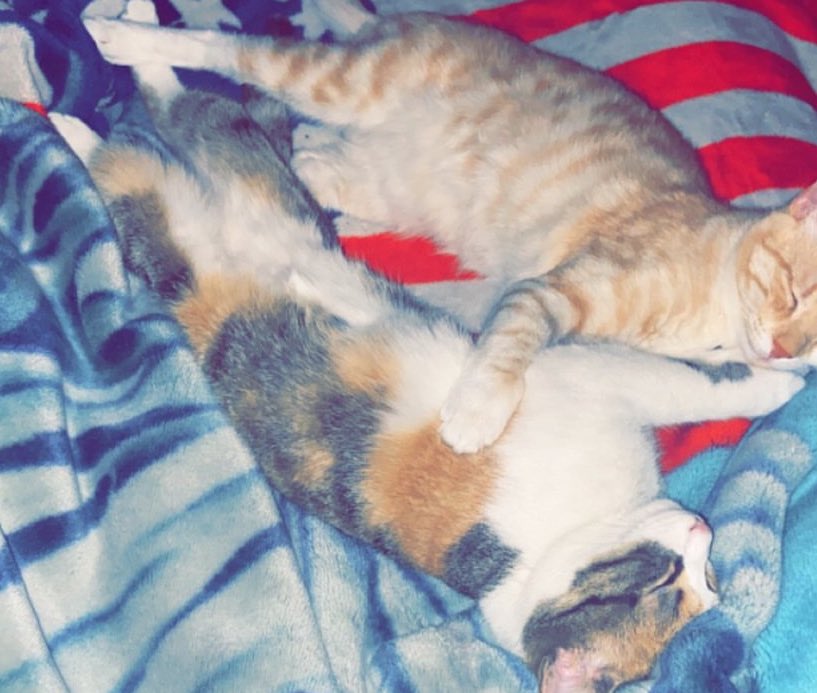tho30iq's tweet photo. I love my cats so much,
I would die for them. 💘 https://t.co/P5B13fyTNc