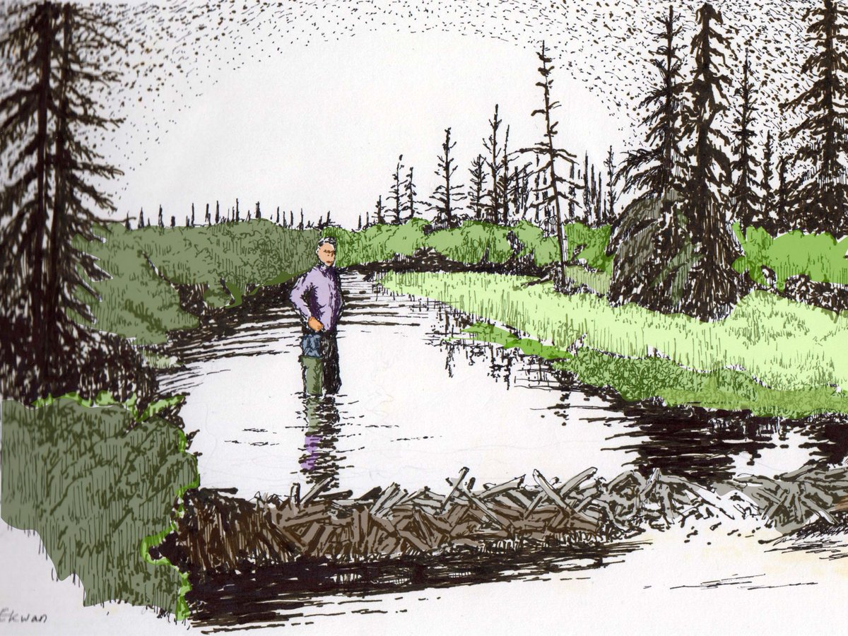 Working on a new conference presentation featuring original artwork by Hok Woo! #ThrowbackThursday to my first summer of fieldwork (1988) Peatland hydrology and beaver hydrology research in the Hudson Bay Lowlands. #PeatTwitter