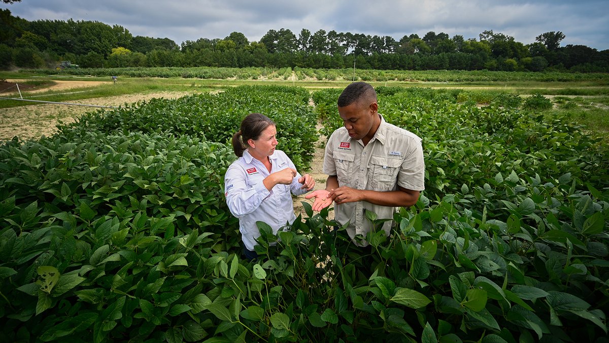 A $1 million grant from the @NSF is kickstarting an effort to create an agricultural technology corridor from central to eastern N.C. The CROPS project will help speed up the sharing of research-based techniques and new technologies with farmers. 🔗: ncst.at/pBr850R8K4V