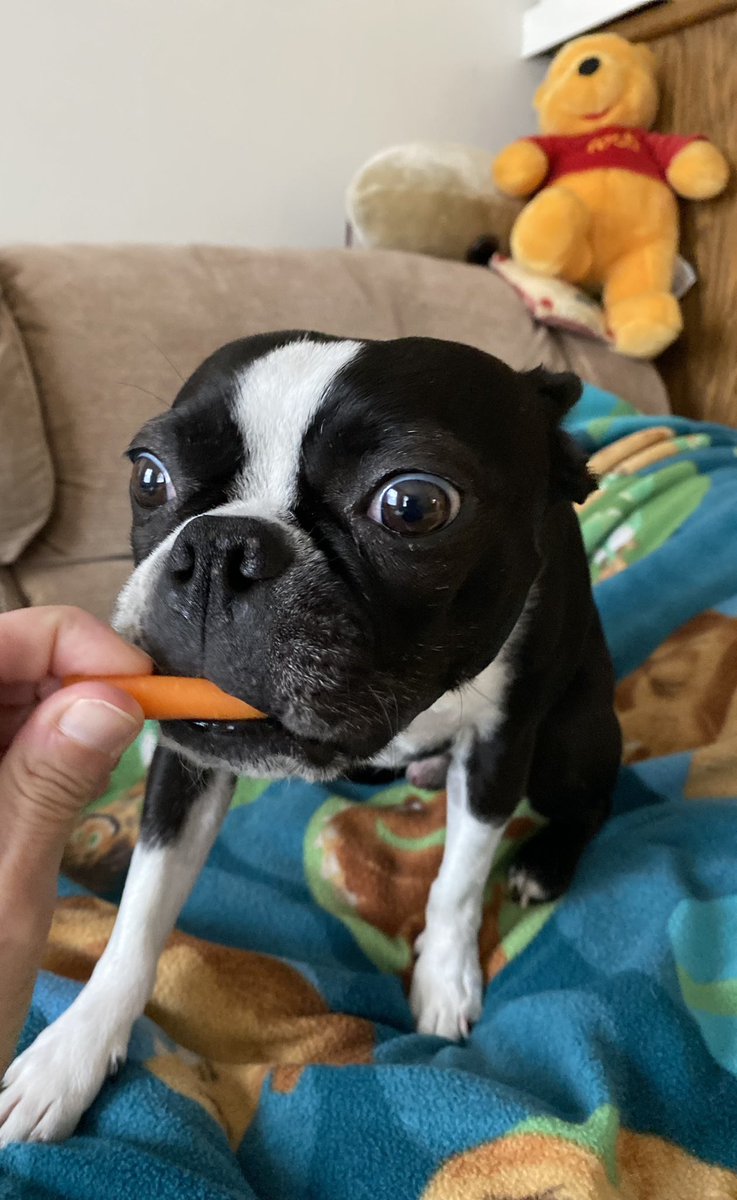 What’s black and white and orange all over?

Me eating carrots! 🥕

It bees #InternationalCarrotDay so of course me had to beg mommy for sum snackies!

#dogsoftwitter #dogsofx #bostonterrier #CarrotDay #jokes