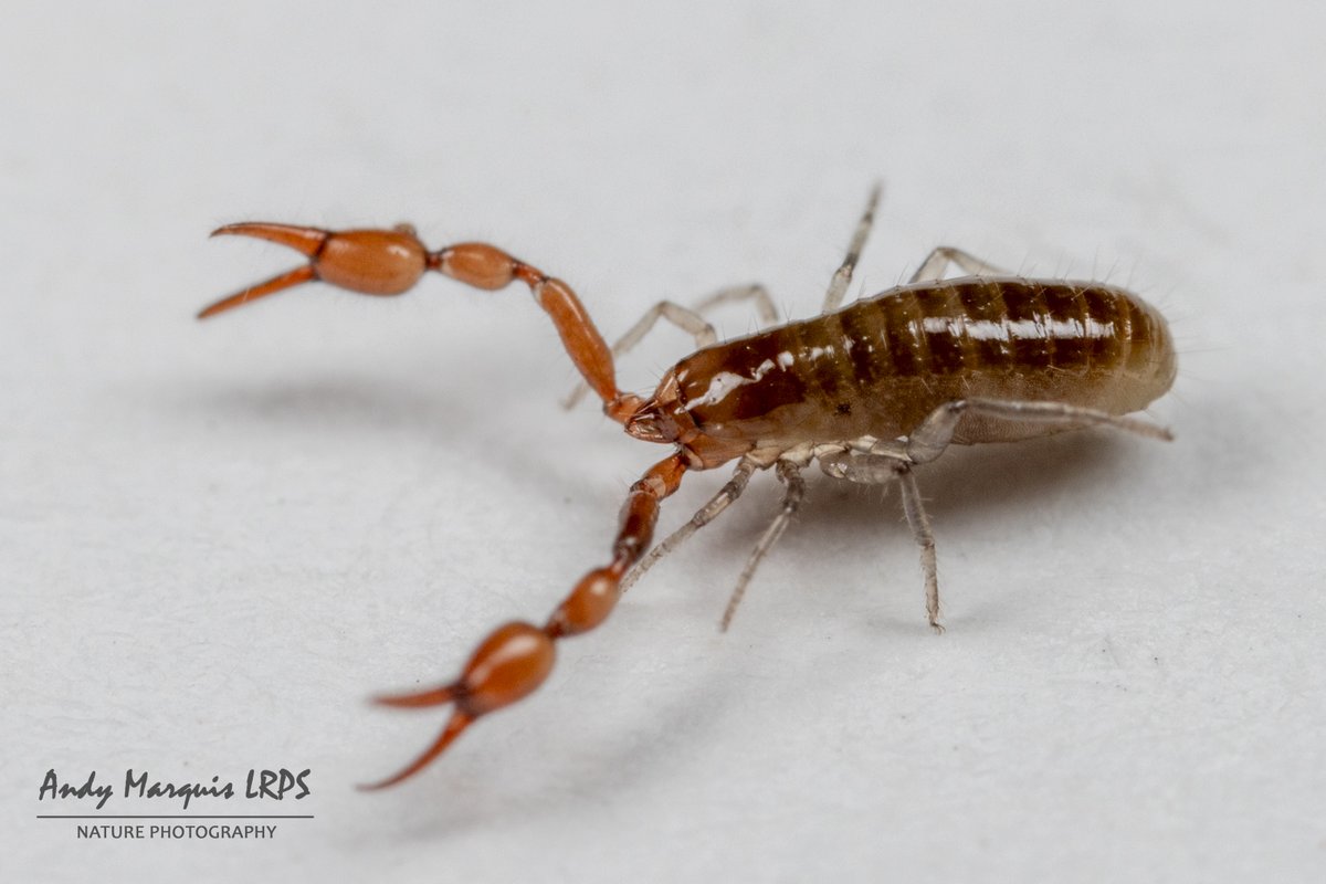 Roncus lubricus. One of the fairly common species of Pseudoscorpion found in Guernsey.  #Guernsey #Pseudoscorpion

<a href="/BritishSpiders/">BAS</a>
<a href="/PseudoscorpUK/">Pseudoscorpion UK</a>