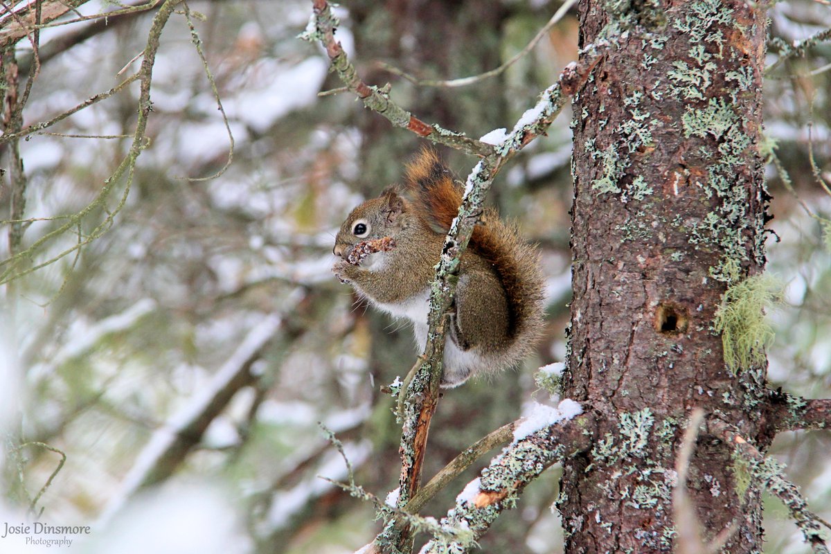 Winter is apparently back again! Better stock up on supplies and tasty snacks! 📍 Mashkinonje Provincial Park, Ontario. #ShareCanGeo #OntarioParks #DiscoverON