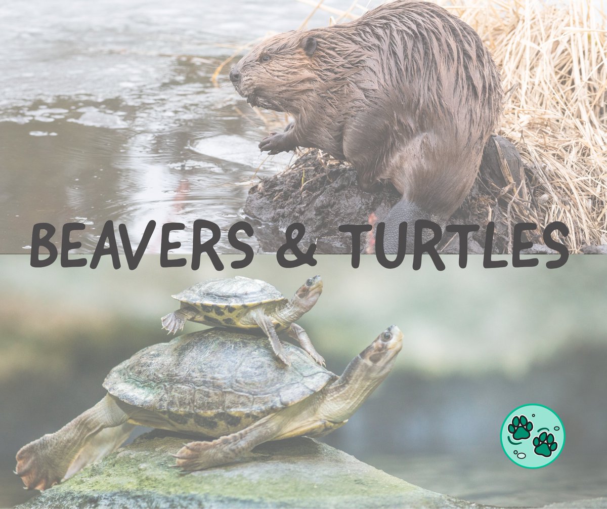 It's springtime in Ontario, and some of our favourite pond creatures are starting to get out and about!

Together with <a href="/OntarioParks/">Ontario Parks</a>, our primary students got to look at all of the amazing adaptations that beavers and turtles have developed to survive in their shared habitat.