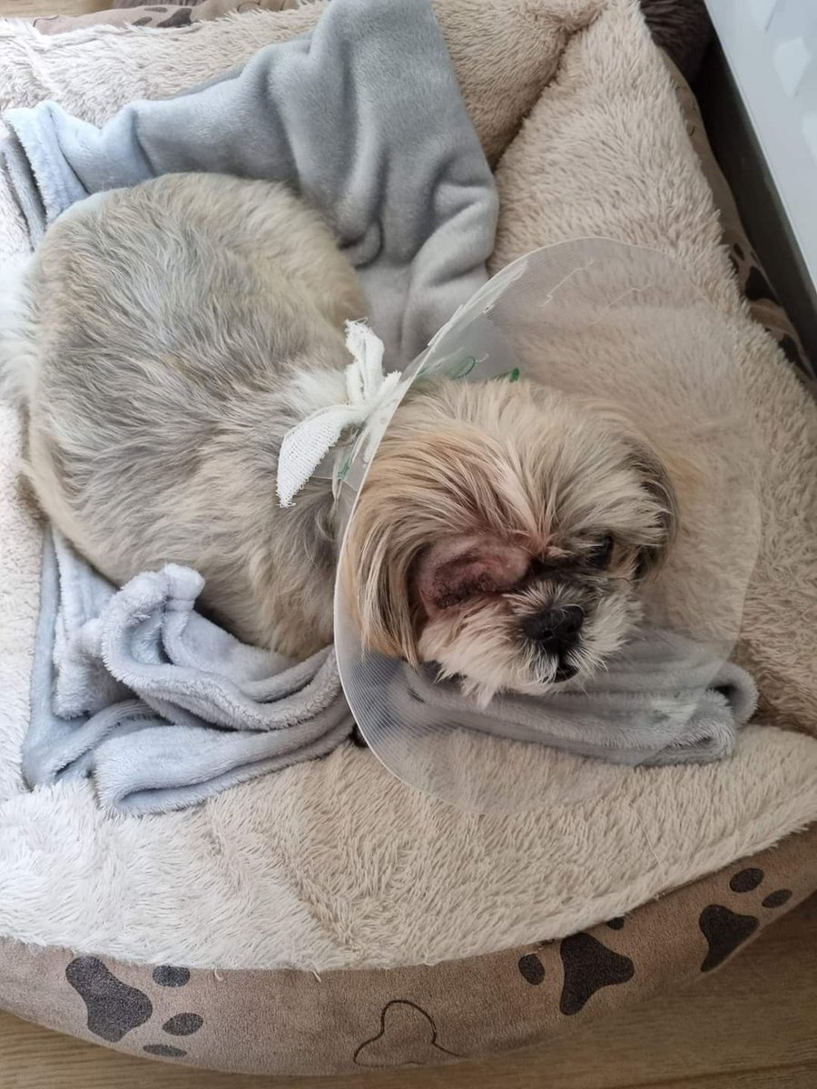 Peppa is home and resting after her eye removal. She also had her nails clipped and her ears cleared out. She's got pain meds and is resting. #shihtzuactionrescue #dogrescue