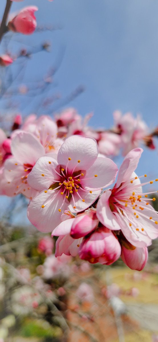 Besutiful Prunus Dulcis on a sunny day in Kyoto... a few days ago. Here it's just raining....🌧 In four days we have had more rain than we normaly get in all of April 🙄 #flowers #FlowersOfTwitter #gardening