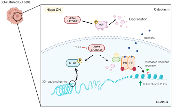 🥼 A research team from <a href="/CRGenomica/">Centre for Genomic Regulation (CRG)</a> explores the physical, biochemical, and genomic differences between #BreastCancer cells 🧫 cultured in 2D and as 3D #spheroids.

😎 Check it out in <a href="/embojournal/">The EMBO Journal</a>!

bit.ly/3vAY89T