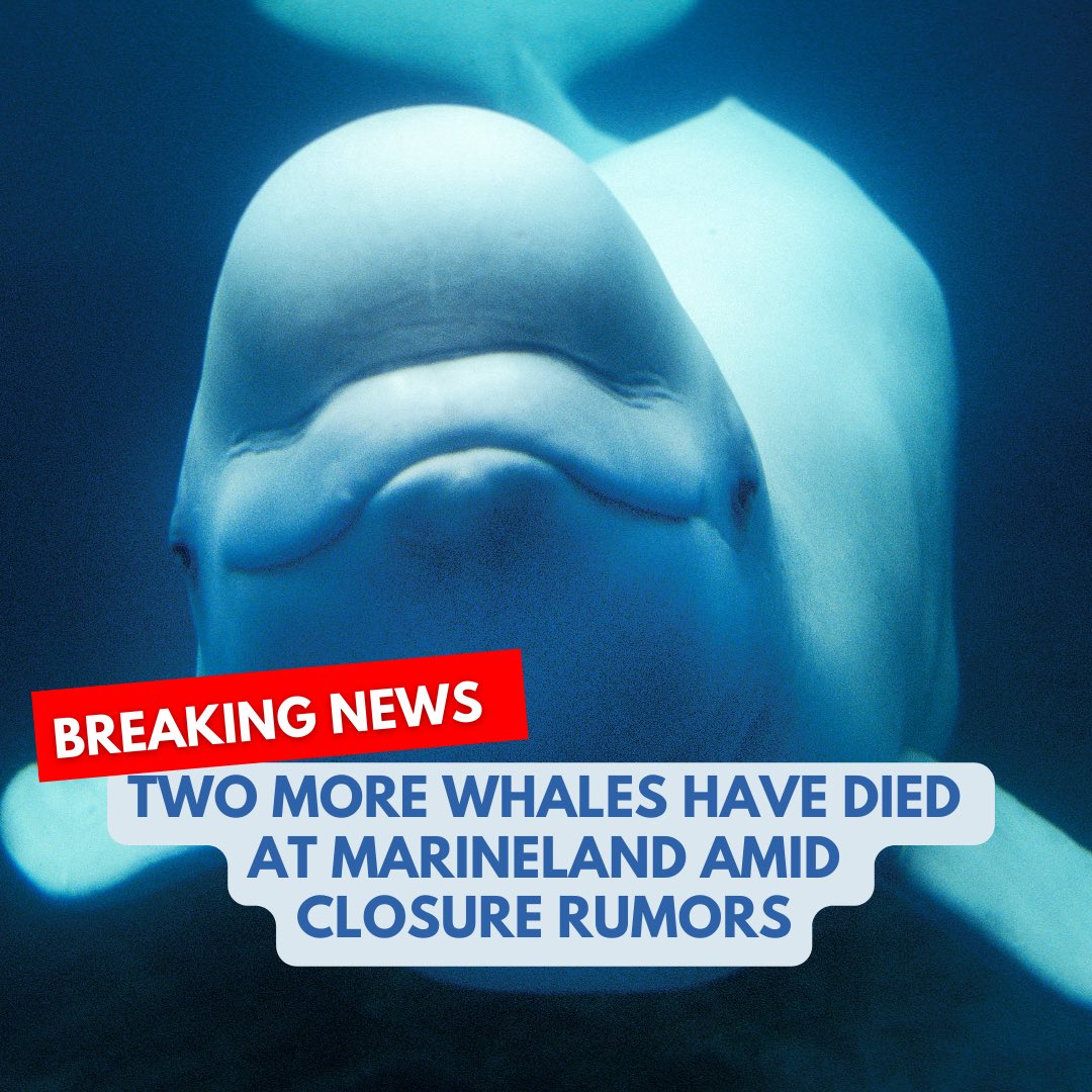 🚨 2 more beluga whales have tragically passed away at Marineland, bringing the total to 17 since 2019. Ontario’s Animal Welfare Services have been actively investigating since 2020. Let's stand for ocean conservation and the welfare of these creatures #AnimalRights #robstewart