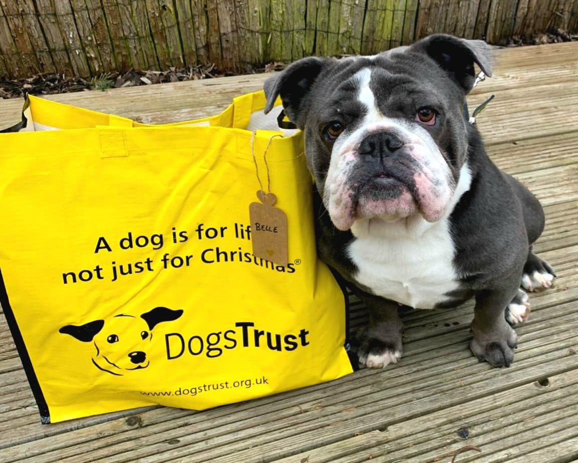 Can Belle🐶💛 get a YAYYY! 🎉 as her foster carers fell that madly in love with her💛🏠 they decided they couldn’t bare to let her go and adopted her🥰😍 have a wonderful life beautiful girl😍💛 ⁣⁣ ⁣⁣ @DogsTrust #ADogIsForLife #AdoptDontShop #BigYellowBagDay