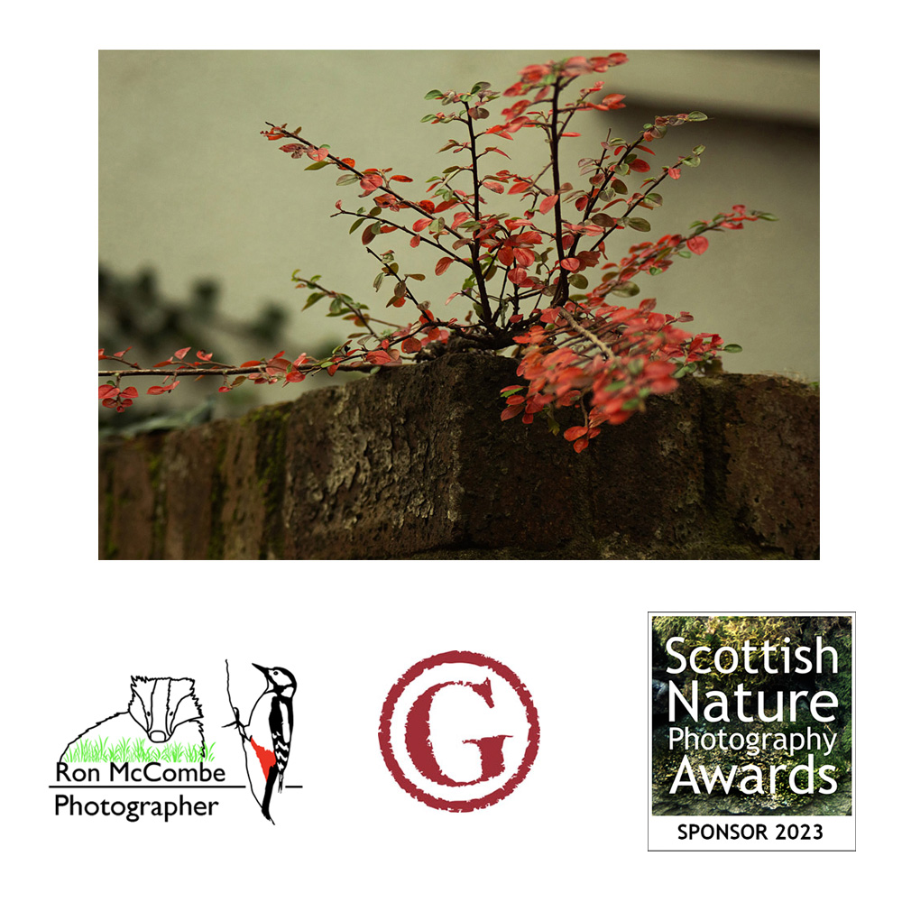 Grateful thanks to @ronmccombe & gicleeuk.com, sponsors of the @ScotNaturePhoto Student Scottish Nature Photographer of the Year 2023 won by Claire Tytler. Image: Life in the City © Claire Tytler.