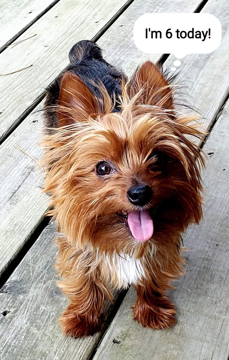 KristiMStahr's tweet image. Dogs are a girl's best friend. 🐶 Happy 6th birthday to this sweet boy, Luke Duke! 🎂 #pupper