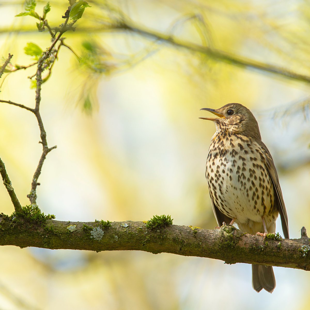 For International Dawn Chorus Day join us on an exclusive guided walk at Rainham Marshes to experience the magic of the reserve as the sun rises. events.rspb.org.uk/events/72699