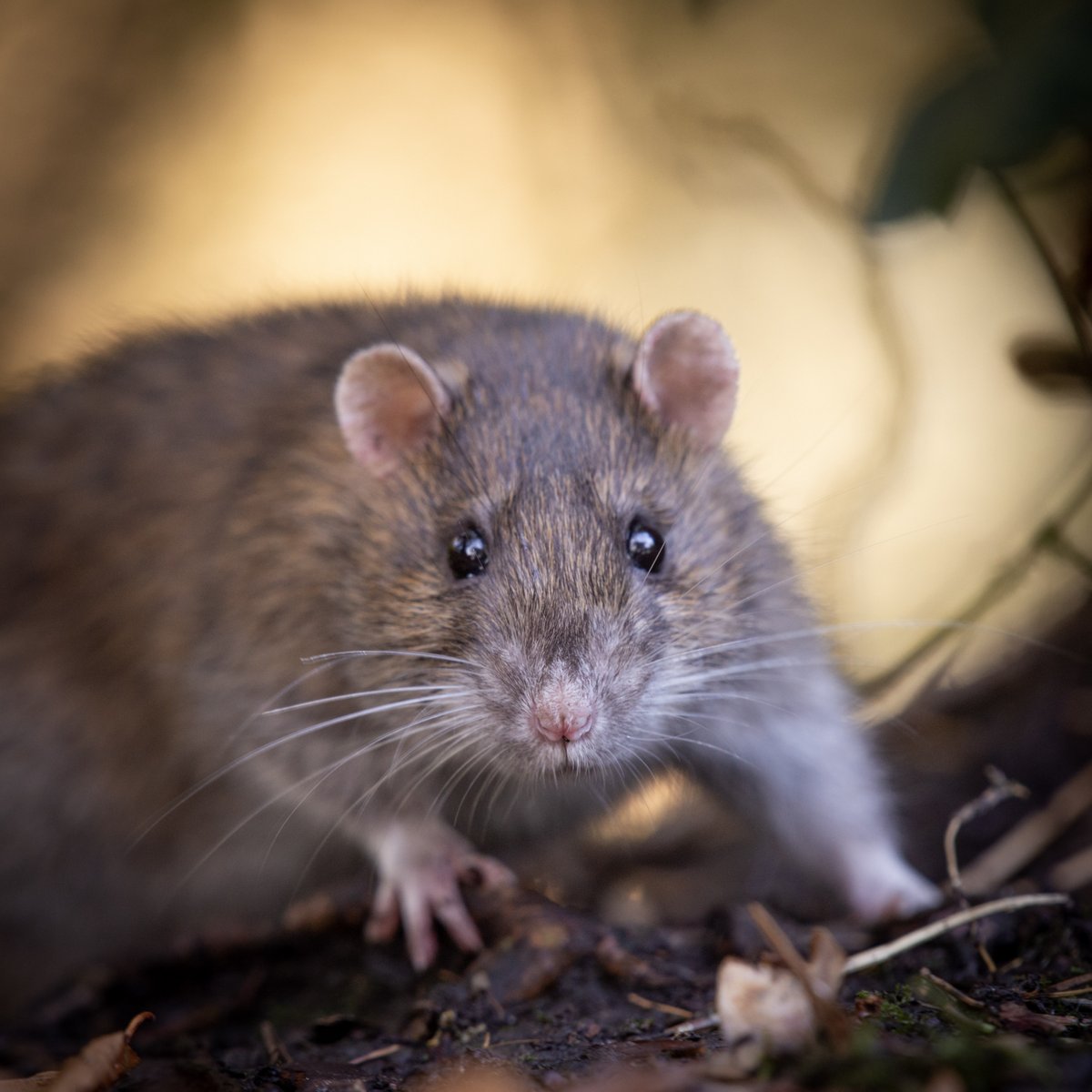 When you find out it's #WorldRatDay 🥰 #DidYouKnow rats laugh when they're tickled! Scientists have found that rats emit a high-pitched squeak when tickled, mimicking laughter and showing happiness. 📸: Jonny P #rats #nature