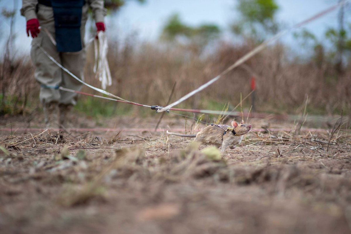 herorats's tweet photo. Today, April 4th, is International #MineAwarenessDay.
#APOPO is sharing some not-so-fun facts about an issue that's anything but lighthearted – #landmines.
What are landmines: https://t.co/CdPW79Mq8U
#ProtectingLives #BuildingPeace #IMAD24 #SavingLives #MineFreeLiveFree https://t.co/pfKUJF5TRt