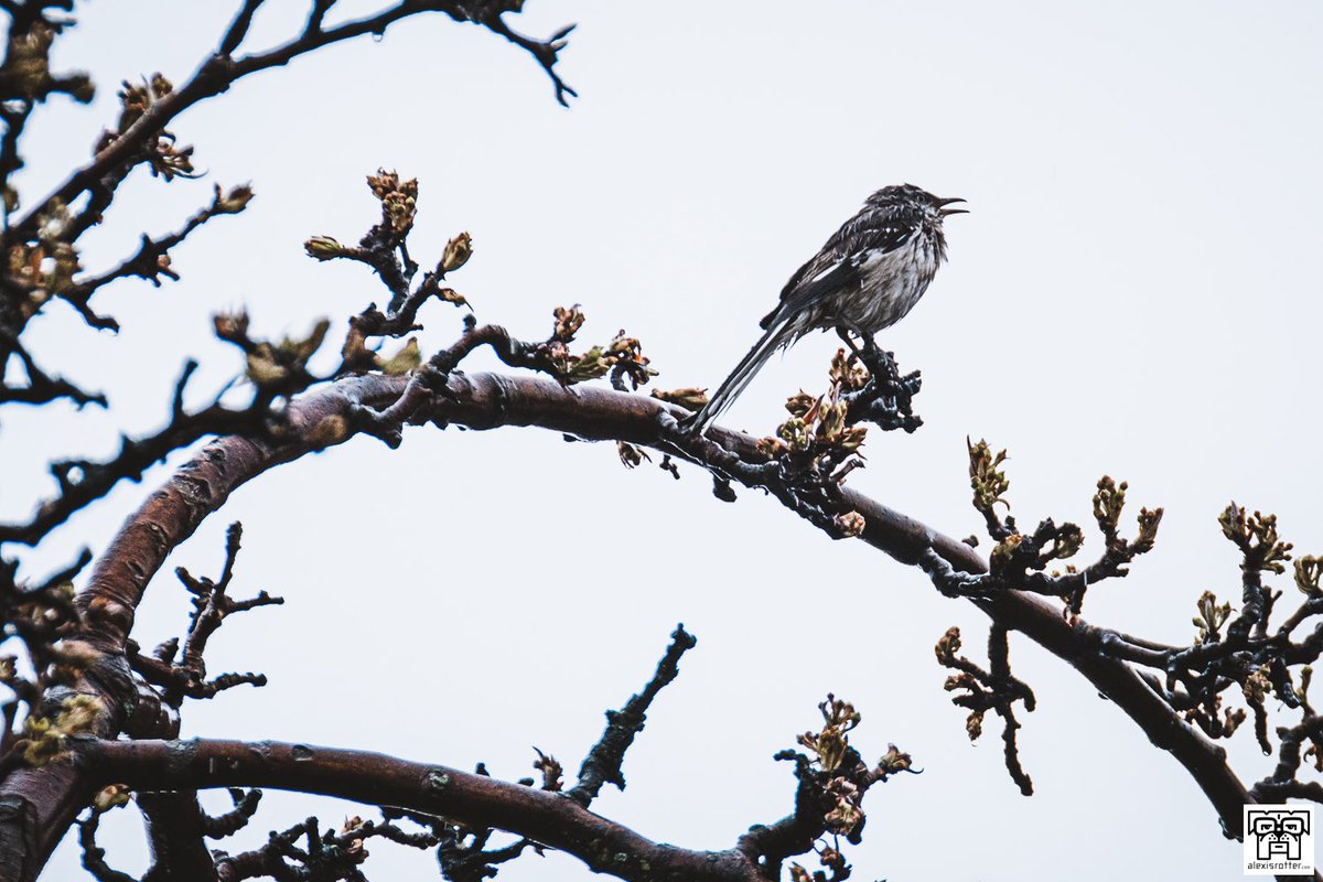 Singin’ in the Rain