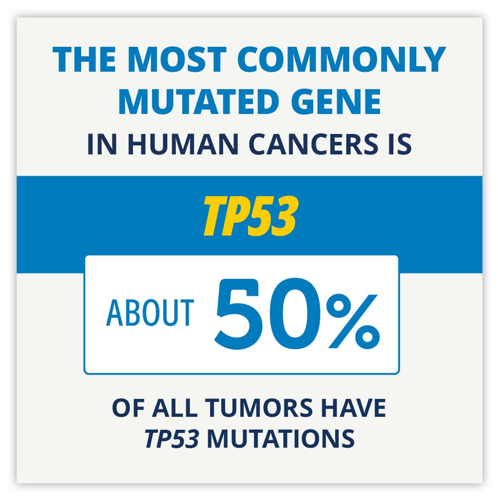 Drug Combination May Have Potential for Cancers with TP53 Mutations

cancer.gov/news-events/ca… 
#CancerResearch