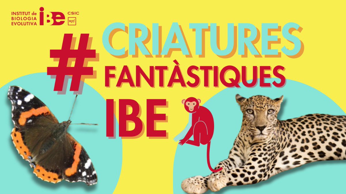 IBE_Barcelona's tweet photo. #CriaturesFantàstiquesIBE
Per l'@IBE_Barcelona passen tota mena de #CriaturesFantàstiques, encara que no sempre és fàcil trobar-les. Per això volem compartir els #animals, insectes, microbis i protists més fascinants observats per la #ComunitatIBE 🐆🦋 https://t.co/5v5ZgH4VG0