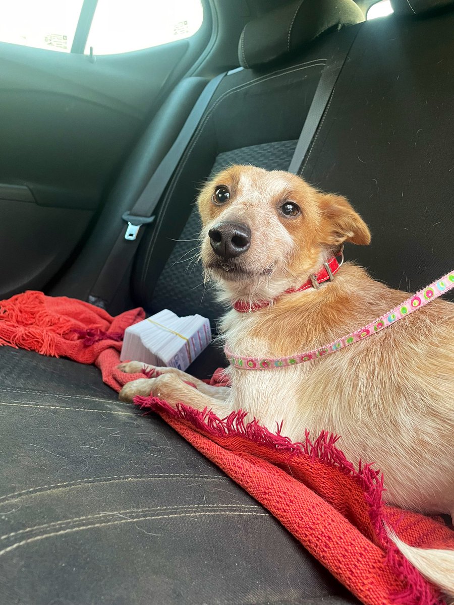 Asoc. Huella De Jaén tweet media