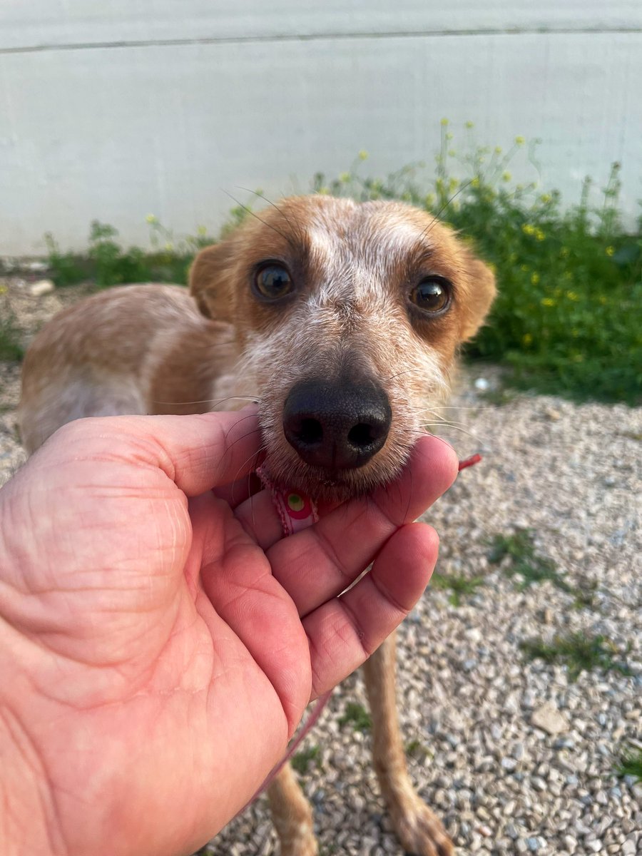 Asoc. Huella De Jaén tweet media