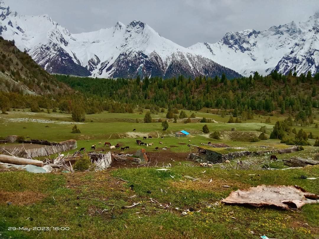 The beautiful Barchy Meadow #BagroteValley #GilgitBaltistan
