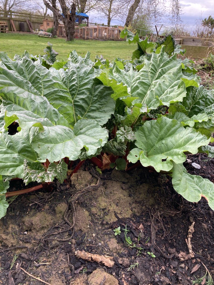 Brought this to North Yorkshire August 2020. Originates from Cambridgeshire & my great-great-great grandparents who were market gardeners. It’ll be MASSIVE in another few weeks. Not just a bunch of old rhubarb. #past #future #present generations #rhubarb #organic #smallholding