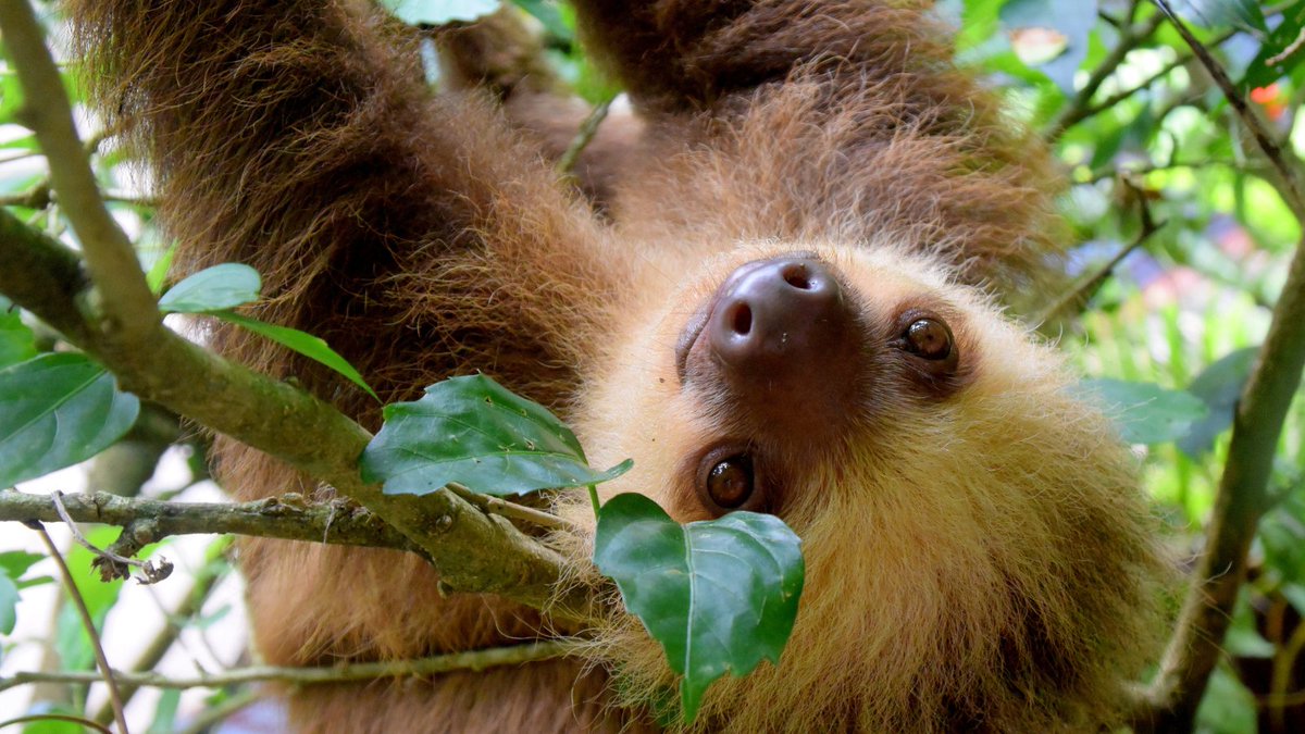 #Rainforests cover only 6% of the Earth’s land surface but are home to over HALF of all the world’s documented #species! 🌲 Many Indigenous communities depend on these natural systems for their livelihoods and culture. RT this show your love for our amazing rainforests 🙌🏽