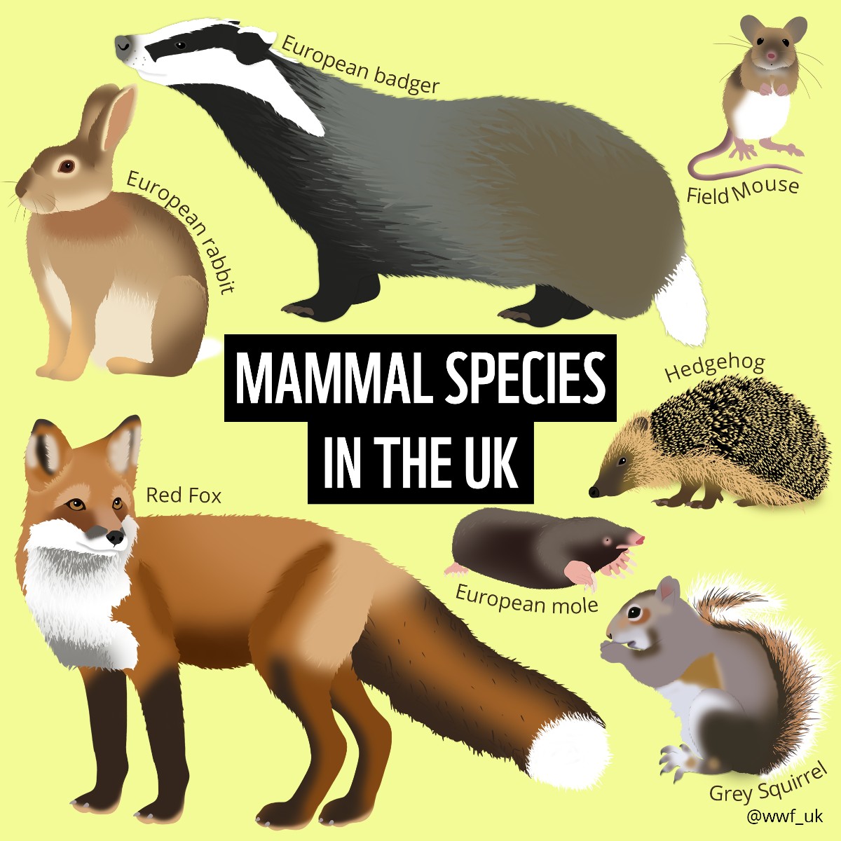 Some of the mammals you could spot here in the UK, while getting out and about in nature. 🍃 This Spring, we’re encouraging schools to connect with the outdoors by running a wild mile, in partnership with TCS #MiniLondonMarathon. Find out more. 👉 wwf.org.uk/minilondonmara…