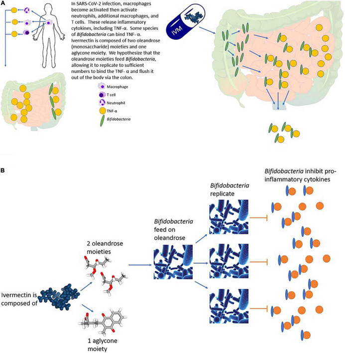 Wyszła kompleksowa recenzja badań klinicznych iwermektyny w COVID-19 opublikowana przez Japończyków w The Japanese Journal of Antibiotics. Profesjonalna robota, ale wystarczy spojrzeć na nazwiska autorów:

Morimasa Yagisawa, Patrick J. Foster, Hideaki Hanaki i Satoshi Ōmura z